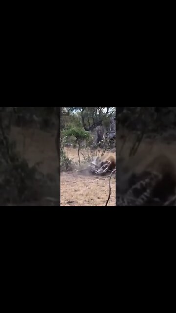 #shorts, #animal, #animals, #animalfacts, #animalshorts, #nature, #wildlife, #wildlifeanimals