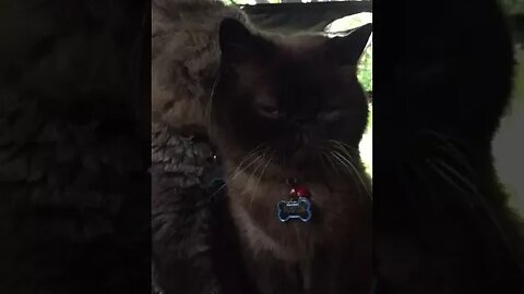 Exotic Cat Bath