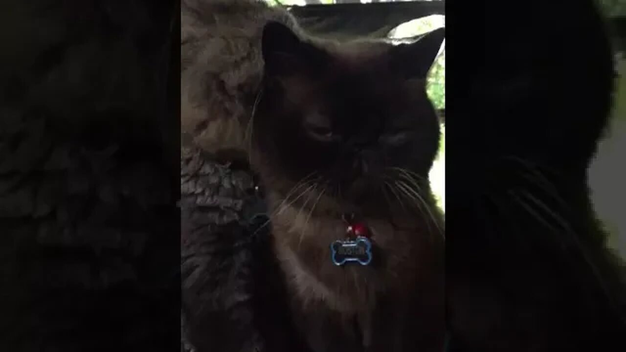 Exotic Cat Bath