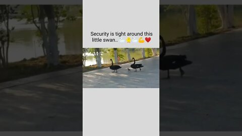 Security is tight around this little swan.. 🦢🐥🦢💪❤️