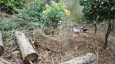 The mess after having a pine tree cut down 6th June 2021