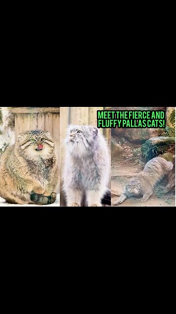 Meet the Fierce and Fluffy Pallas Cats!