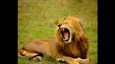 Lions are predators whose diet consists of the meat of their prey
