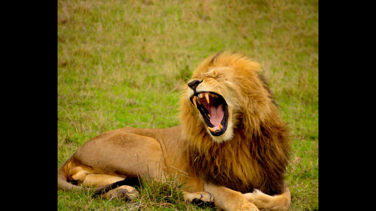 Lions are predators whose diet consists of the meat of their prey