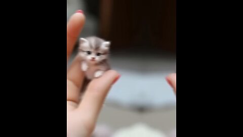 small cats video