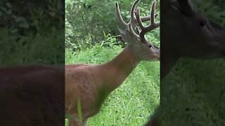 A bucks most critical time for antler growth... #shorts #deer #deerhunting