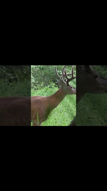 A bucks most critical time for antler growth... #shorts #deer #deerhunting