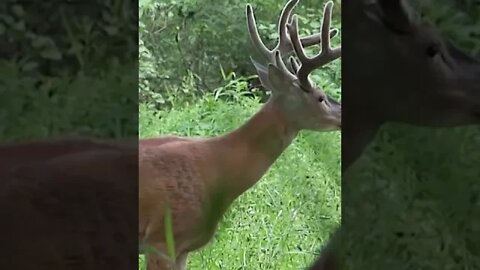 A bucks most critical time for antler growth... #shorts #deer #deerhunting