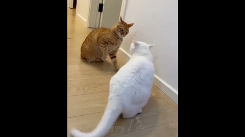 Funny animal -funny cats and dog - funny cats and dog 2023
