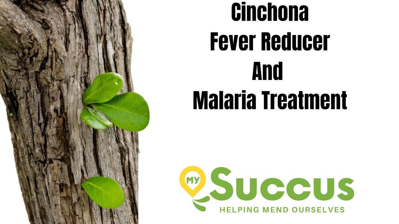 Cinchona- Fever Reducer and Malaria Treatment