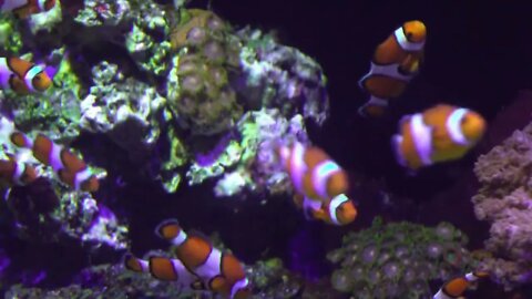 Large group of clown fish at aquarium swimming around