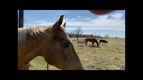 Buddy Got A Girlfriend - Until Mr. T Shows Him Who Is High Horse