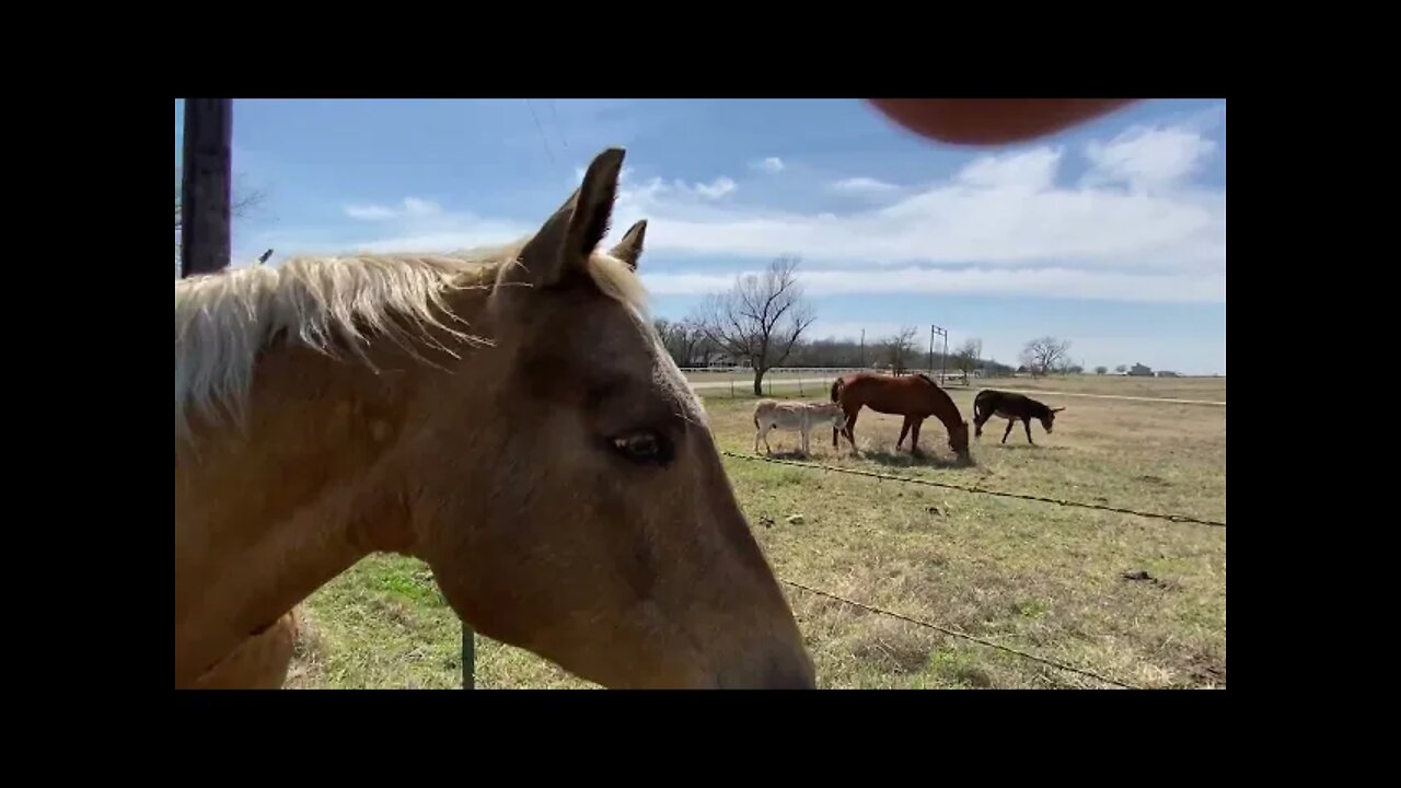Buddy Got A Girlfriend - Until Mr. T Shows Him Who Is High Horse