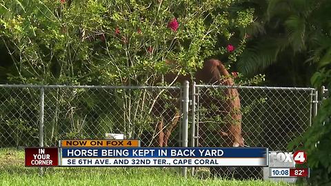 Horse kept in Cape Coral backyard sparks concern