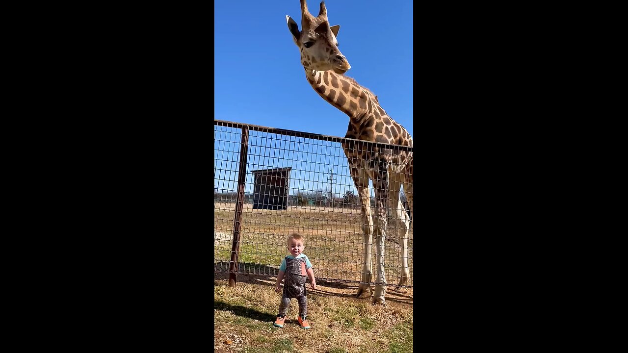 the baby are playing girrafe funny movement