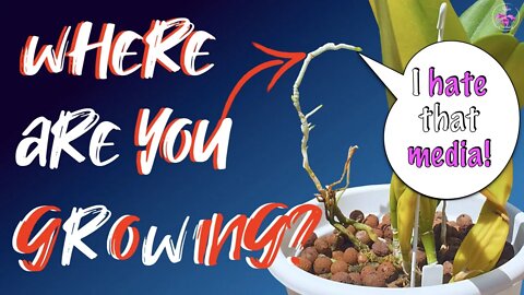 Why aerial roots growing out of a pot are not escaping the pot because the media is bad! #debunking