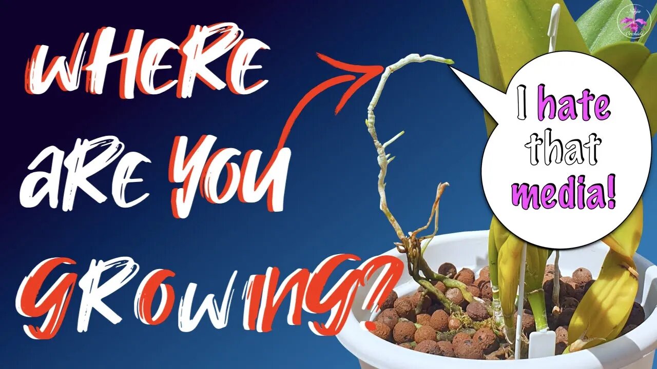 Why aerial roots growing out of a pot are not escaping the pot because the media is bad! #debunking
