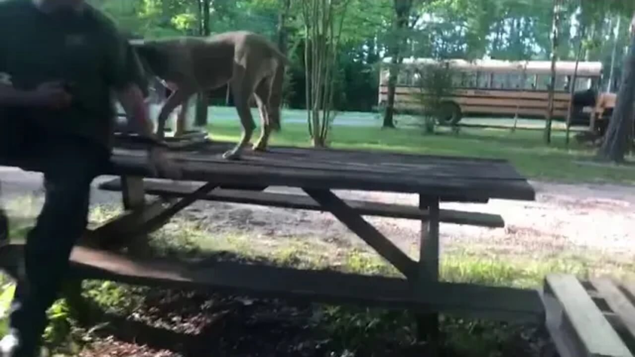 Video of Justice X Betty Crocker male at 5 months