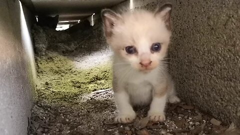 On a sunny day, the stray kitten takes a break here