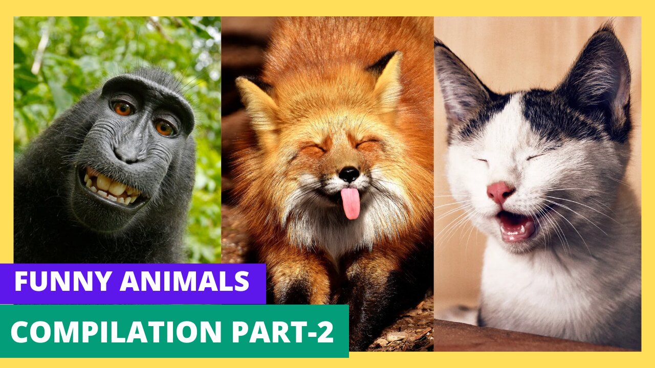Hilarious Animal Reactions to Everyday Situations