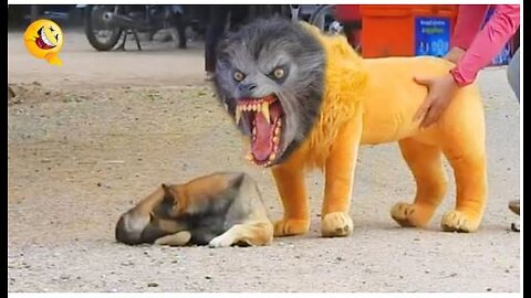Troll Prank Dog Funny & fake Lion and Fake Tiger Prank To dog & Huge Box Prank to dog