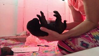 In puppy box. LonelyCreek chip litter