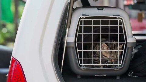 Kitty in transport box looking to excape the car