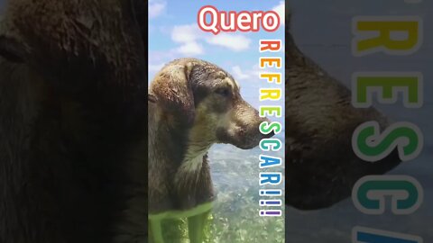 Cachorro Refrescando!!! #shorts