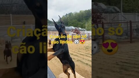 Criação de cães só cães lindos #shorts