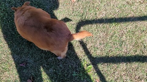 🇺🇲 Maxine aka Baby Gurl #MundaneAdventures Mvskoke ( Muscogee ) Nation, Okmulgee, Oklahoma 🇺🇲