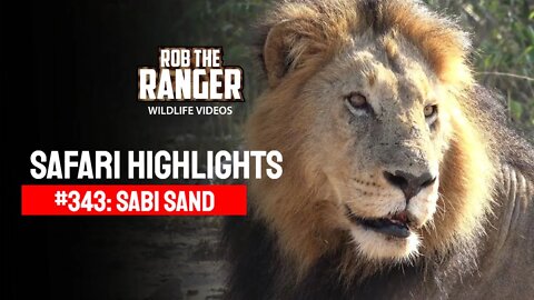 Safari Highlights #343: 13 - 16 May 2015 | Sabi Sand Nature Reserve | Latest Wildlife Sightings