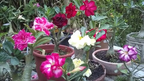 é possível ter flores e sementes de rosas do deserto no inverno