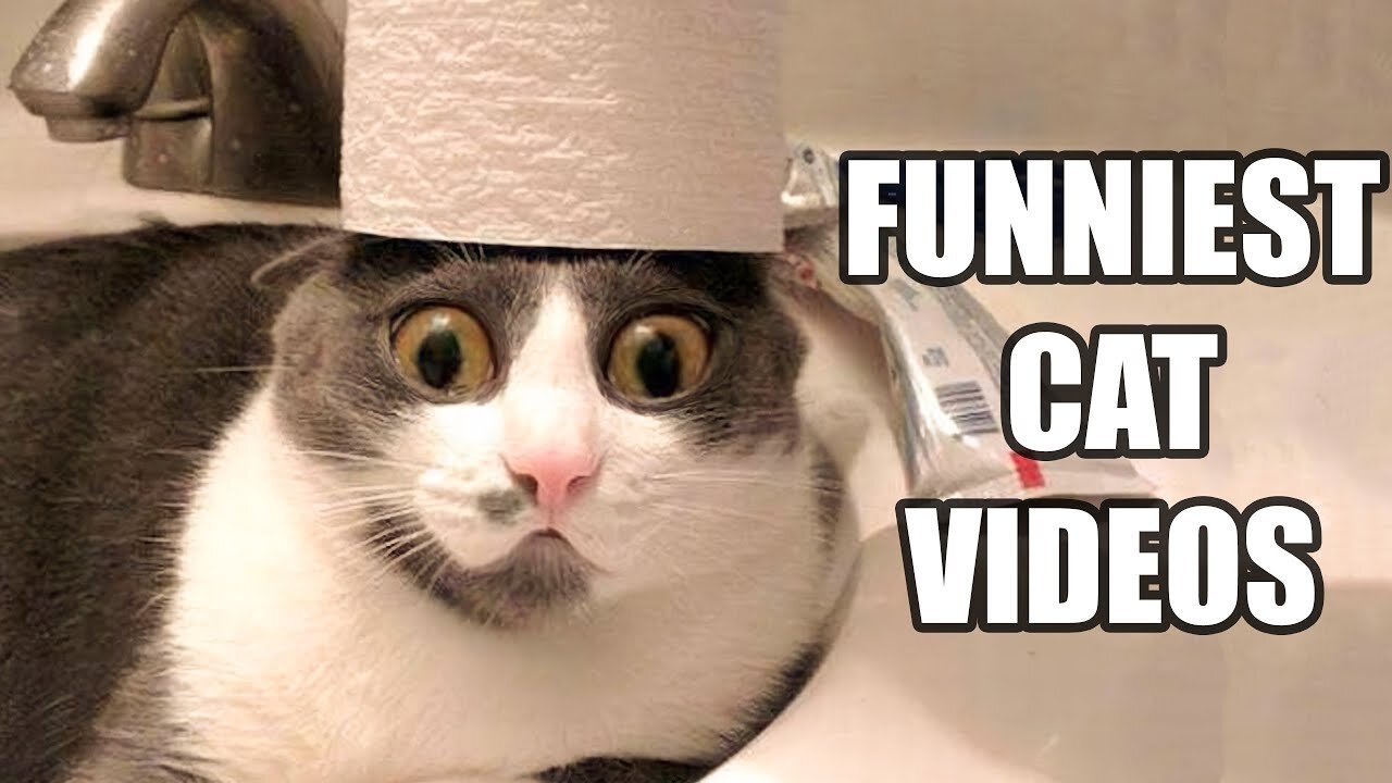 Cute pets and funny Animals 😍