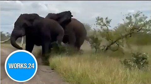 Male elephants battle it out at South African national park | Works24