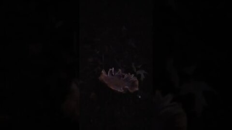 Chicken of the Woods?