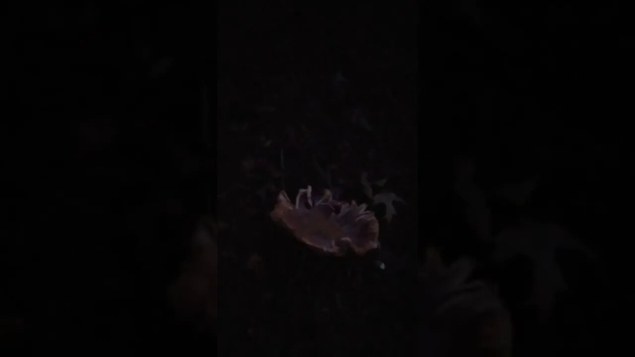 Chicken of the Woods?