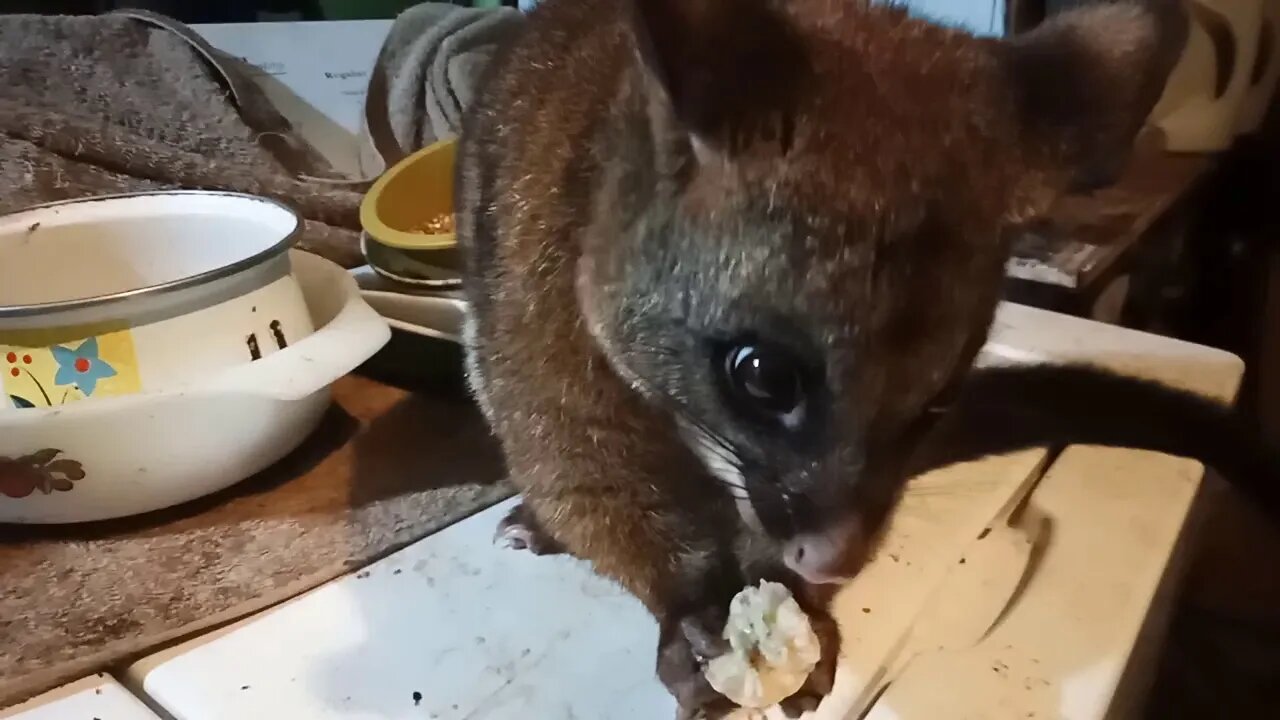 Bandit, The Australian Possum, having some food and getting close to the camera ( Video 17 )