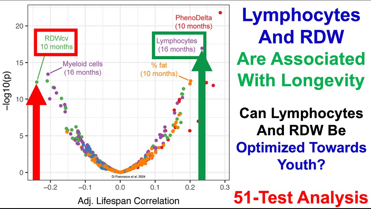 Can Lymphocytes And RDW Be Optimized Towards Youth? (51-Test Analysis)