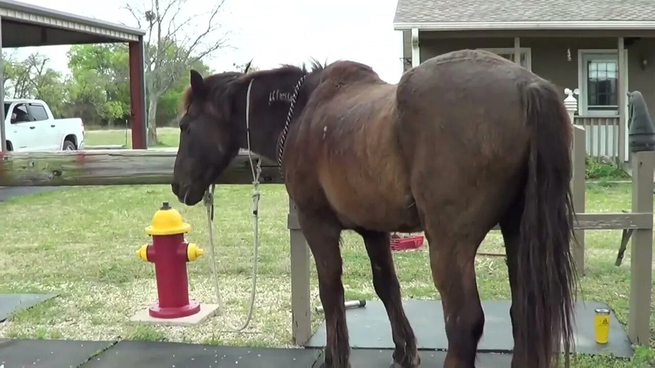 Doing Hoof Care On Mr. T - He Was Paying Attention To Mare So He Had To Lunge