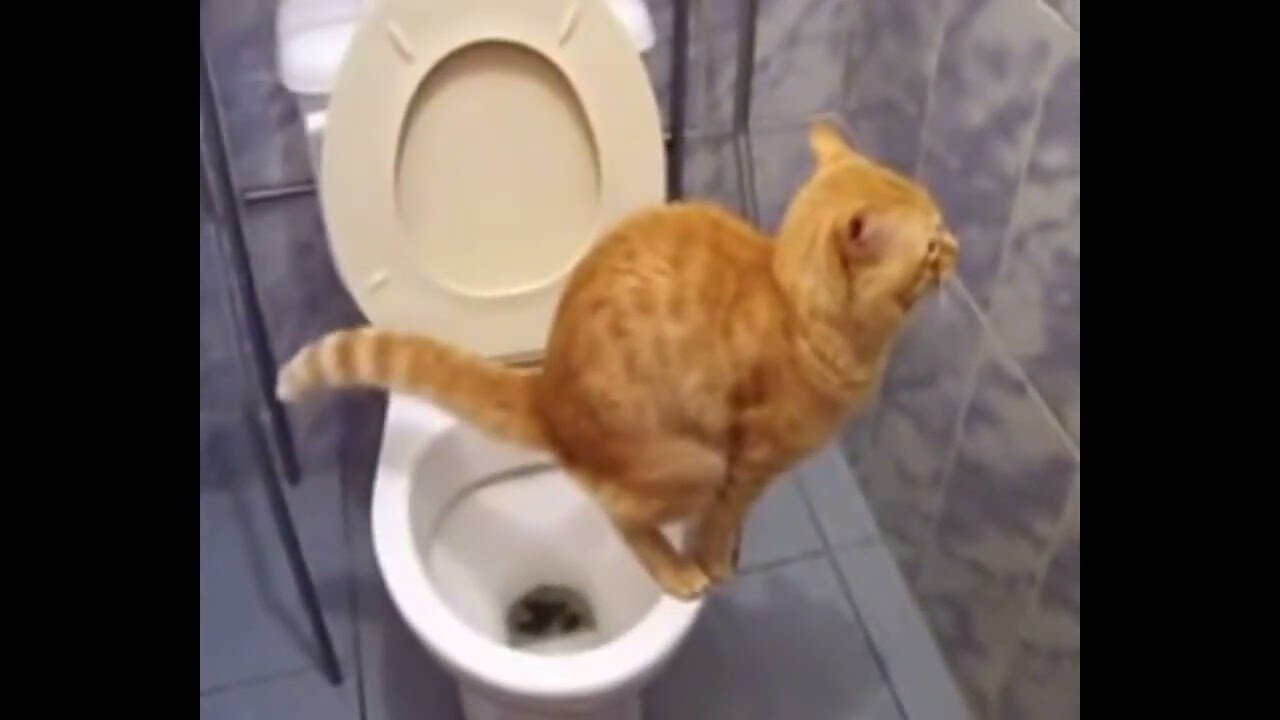 the cat shits under the dapstep