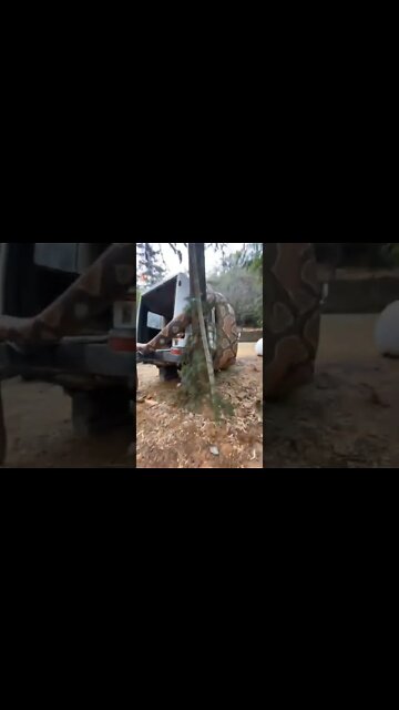 olha cobra ela e gigantesca #shorts