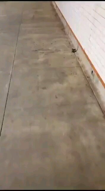 Rat Infested NYC Subways