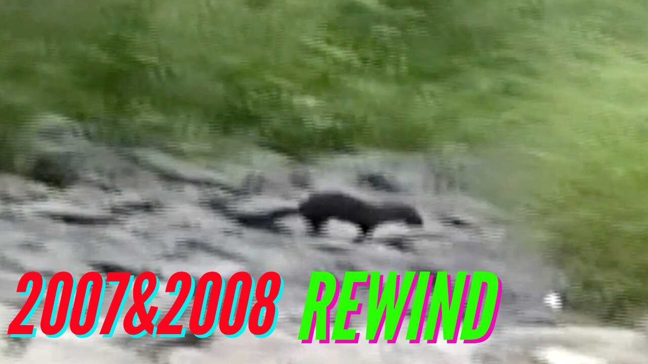 A WILD MINK APPEARS! (2007 & 2008 REWIND)