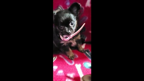 Long hair teacup chihuahuas almost 7 weeks old just having fun..