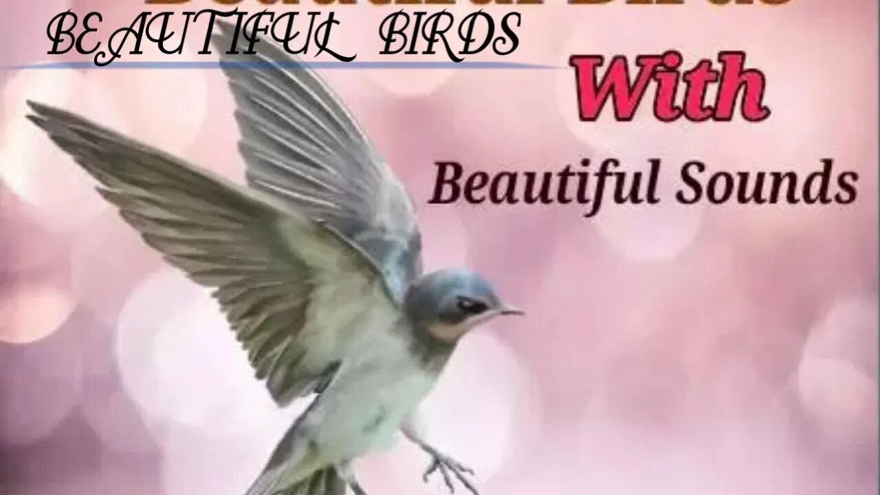 Wildlife video-bird is beautiful creature on our planet