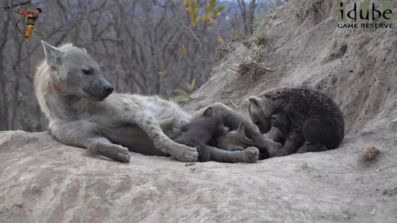 Watching Hyenas, Part 22