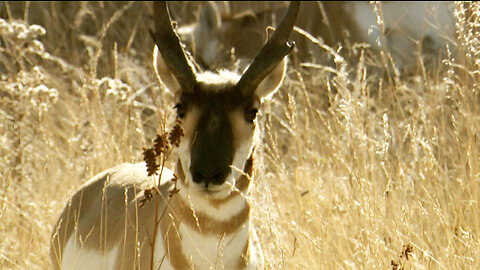 Speed Goats of Colorado