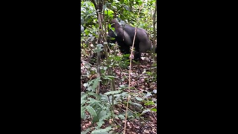 GORILLA SILVERBACK [ IN THE JUNGLE ] [ CONGO ]