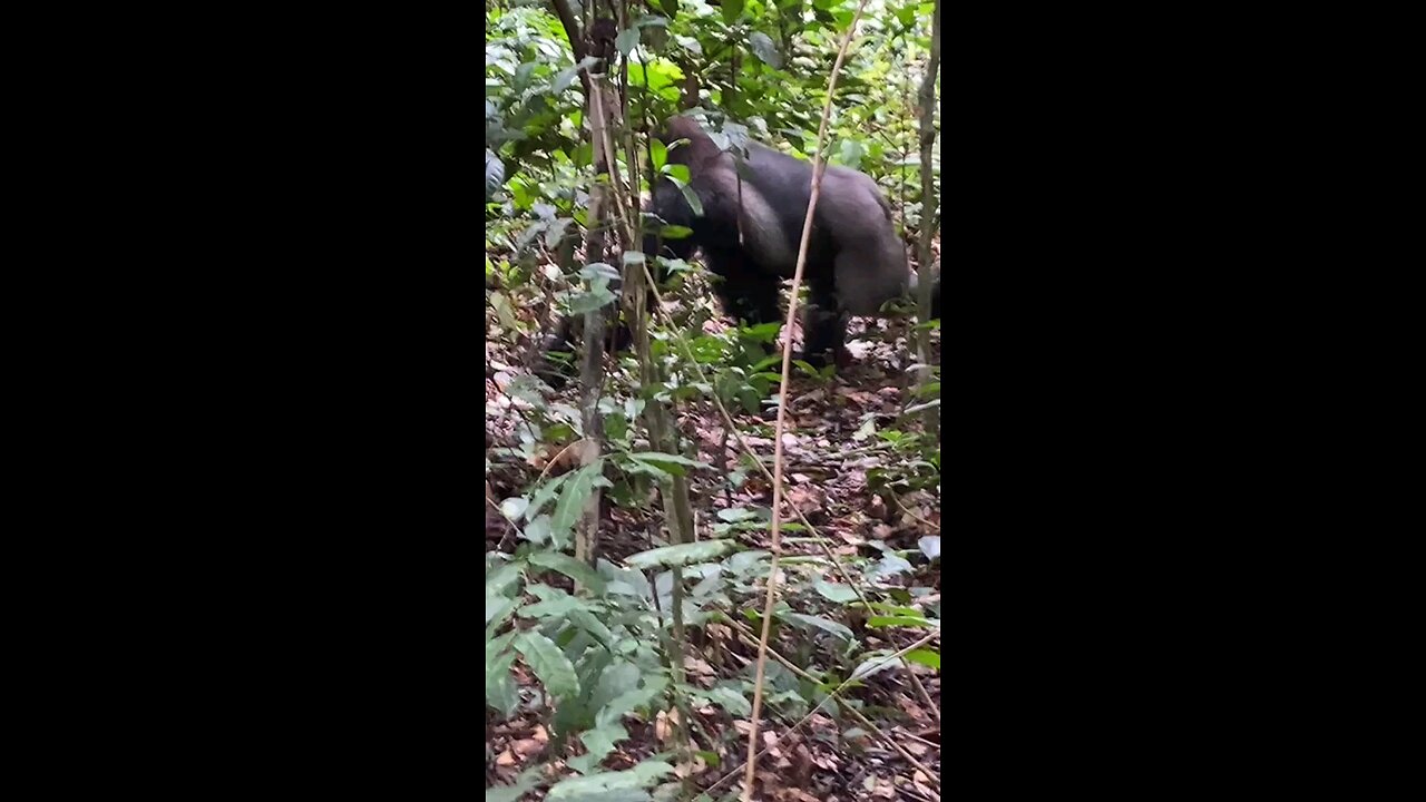 GORILLA SILVERBACK [ IN THE JUNGLE ] [ CONGO ]