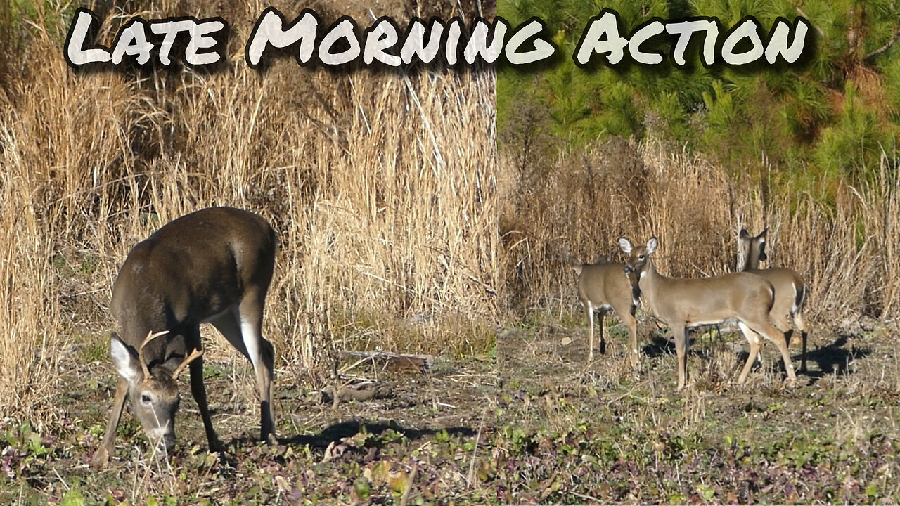 Late Morning Food Plot Action - Don't Leave Early! - Deer Season 2023